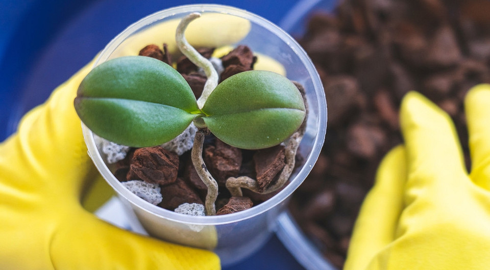 Как размножить орхидею: 5 простых способов самостоятельного размножения экзота