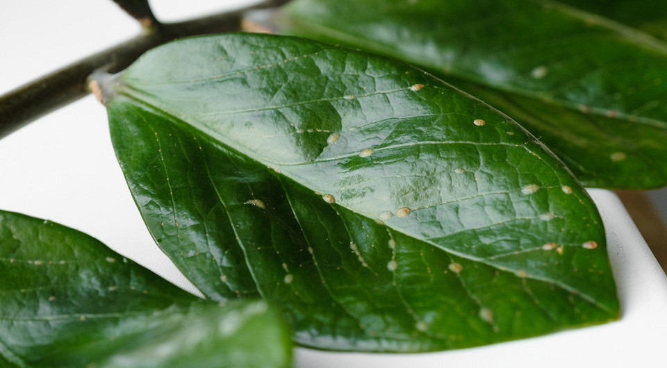 Щитовка на комнатных растениях: как ее заметить и избавиться от вредителя