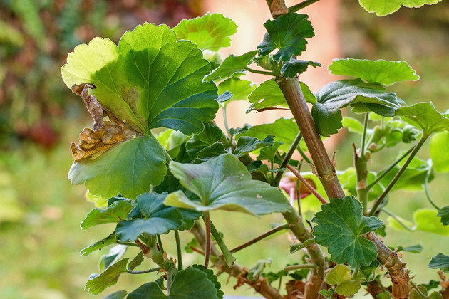 Почему желтеют листья у герани: 7 причин и способы их решения