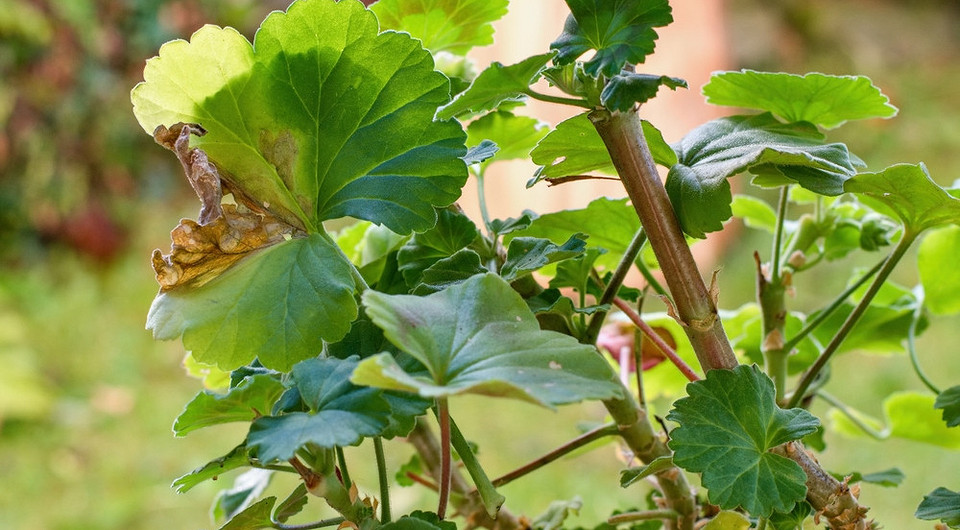 Почему желтеют листья у герани: 7 причин и способы их решения