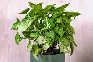 Сингониум: уход в домашних условиях, пересадка и сложности выращивания