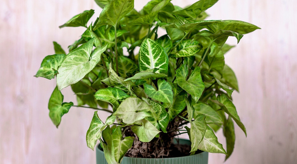 Сингониум: уход в домашних условиях, пересадка и сложности выращивания