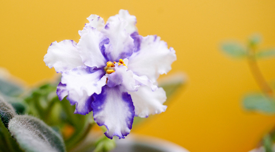 Фиалка не цветет: основные причины и способы решения проблем