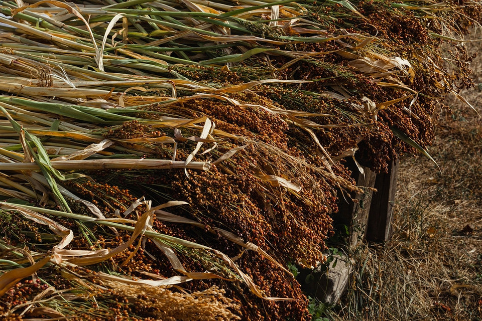 Из чего делают веники для подметания и как связать веник самому: советы и инструкция