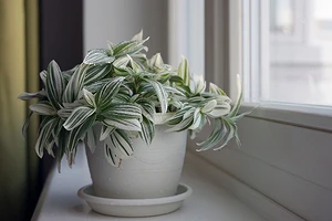 Традесканция: уход в домашних условиях и рекомендации по выращиванию