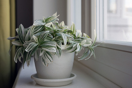 Традесканция: уход в домашних условиях и рекомендации по выращиванию