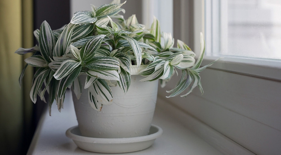 Традесканция: уход в домашних условиях и рекомендации по выращиванию