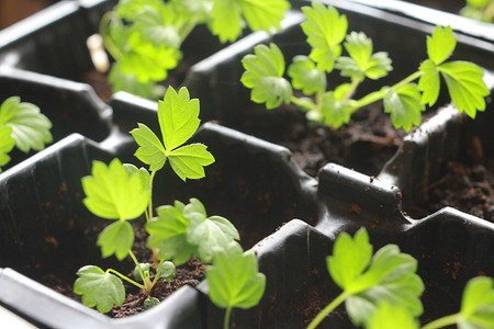 Как посеять землянику семенами: сроки, правила, советы по уходу