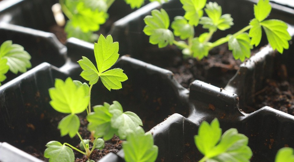 Как посеять землянику семенами: сроки, правила, советы по уходу