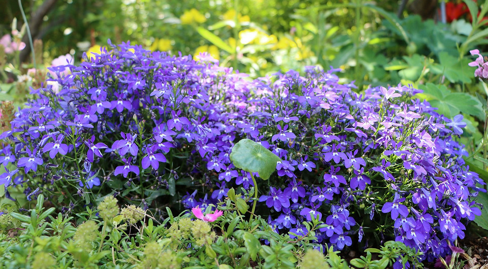 Когда сеять лобелию на рассаду в 2025 году: сроки, благоприятные дни и советы