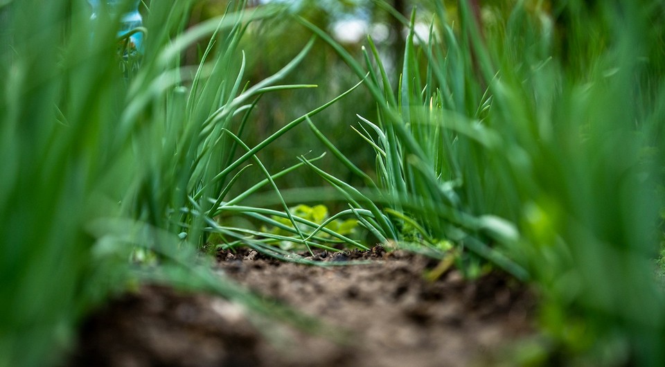 Когда сажать лук семенами в 2025 году: сроки и благоприятные дни Когда сажать лук семенами в 2025 году: сроки и благоприятные дни