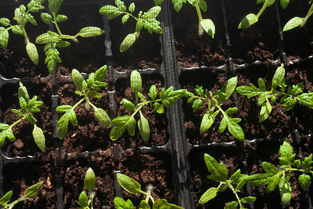 Когда сажать рассаду помидоров в 2025 году: сроки и благоприятные дни по лунному календарю