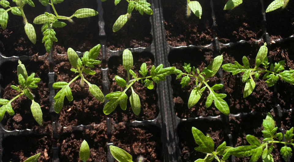 Когда сажать рассаду помидоров в 2025 году: сроки и благоприятные дни по лунному календарю