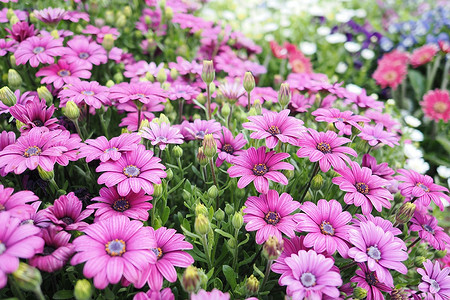 Когда посадить остеоспермум на рассаду, чтобы он цвел все лето: сроки и советы садоводу