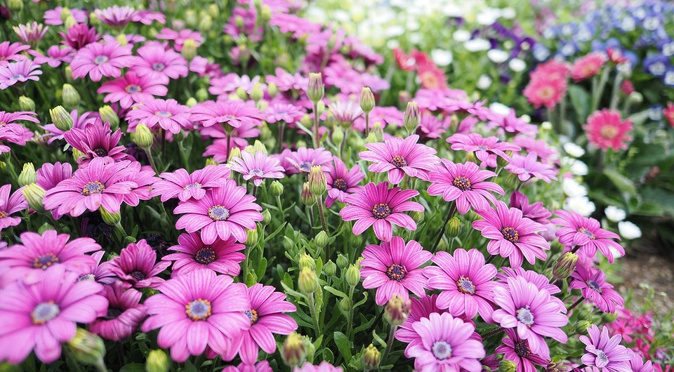 Когда посадить остеоспермум на рассаду, чтобы он цвел все лето: сроки и советы садоводу