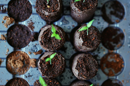 Лунный календарь для рассады на 2025 год: когда можно сеять, благоприятные дни в таблицах