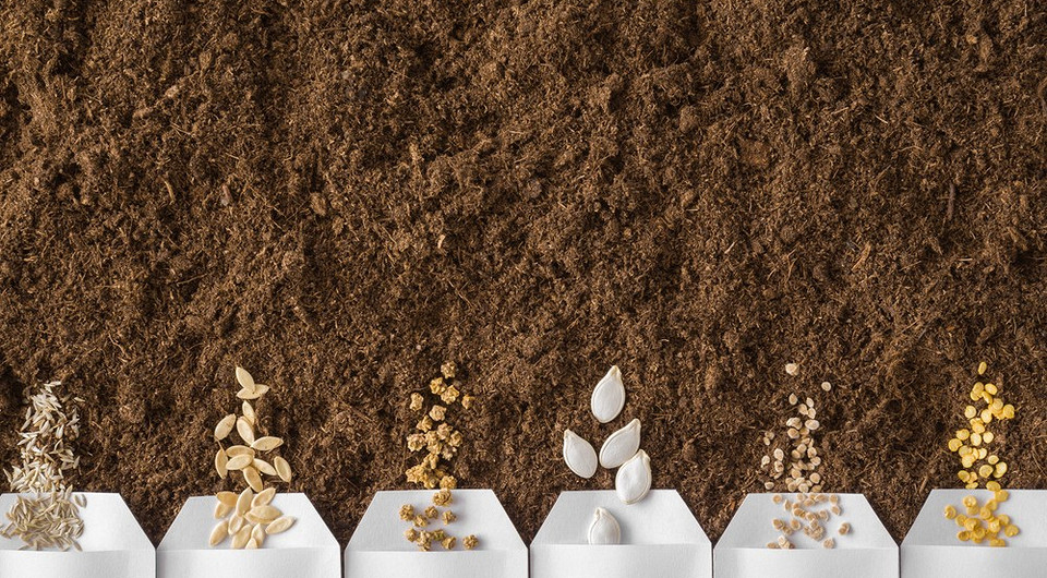 Как проверить семена на всхожесть: 3 простых способа