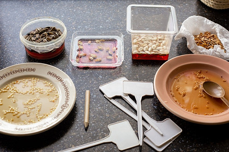 Как проращивать семена на рассаду: полезные инструкции по обработке и выращиванию перца, томатов, огурцов и баклажанов