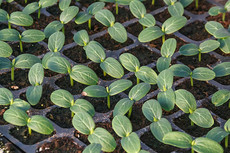 Когда сажать рассаду огурцов в 2025: сроки для разных регионов и лучшие дни по лунному календарю