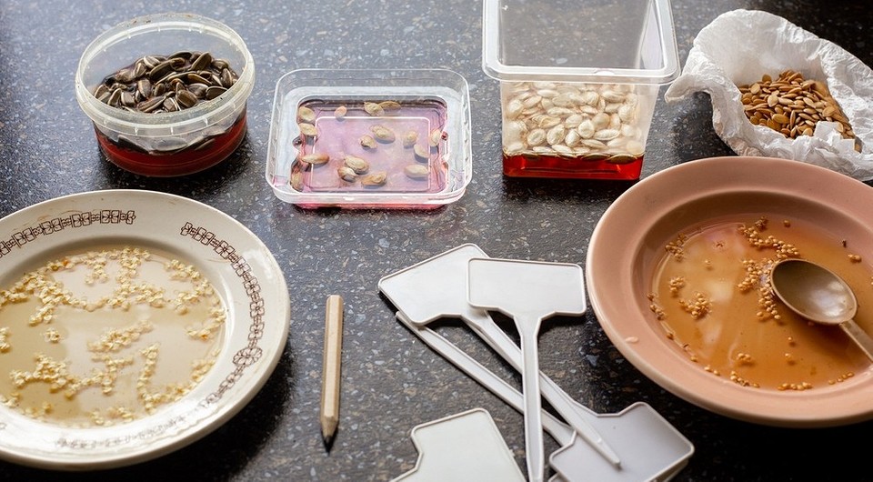 Как проращивать семена на рассаду: полезные инструкции по обработке и выращиванию перца, томатов, огурцов и баклажанов