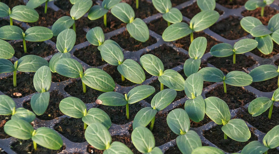 Когда сажать рассаду огурцов в 2025: сроки для разных регионов и лучшие дни по лунному календарю