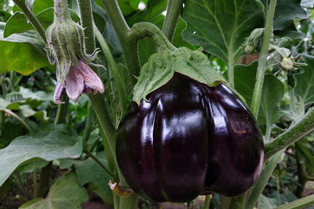 Когда сеять баклажаны на рассаду в 2025 году: расчет точной даты и полезные советы