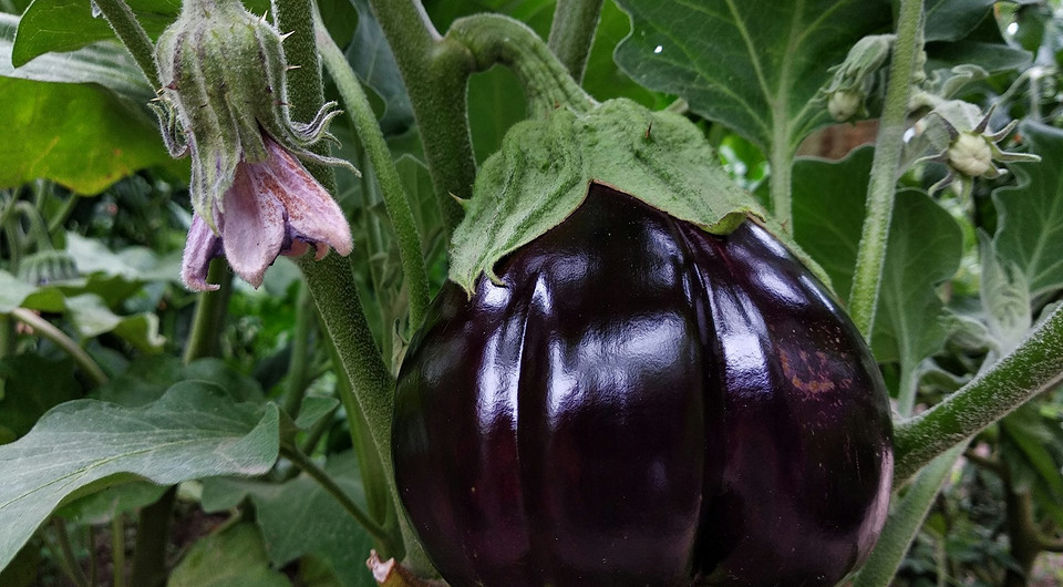 Когда сеять баклажаны на рассаду в 2025 году: расчет точной даты и полезные советы