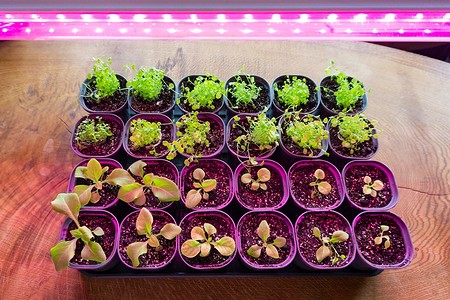 Как пользоваться фитолампой: полезные советы по досвечиванию рассады