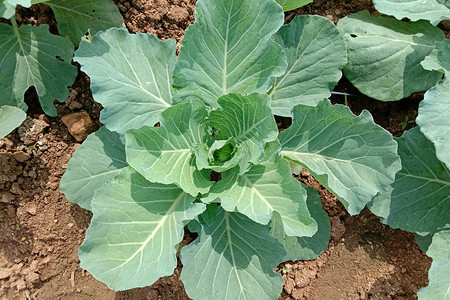 Выращивание рассады капусты из семян: все тонкости от выбора материала до переноса в грунт