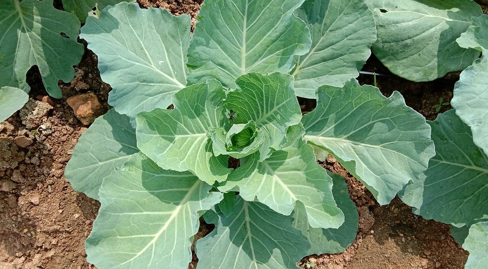 Выращивание рассады капусты из семян: все тонкости от выбора материала до переноса в грунт