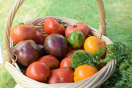 Какие сорта помидоров очень урожайные: 15 лучших вариантов