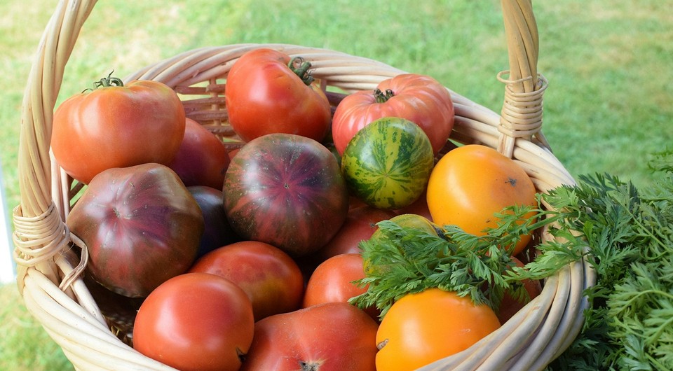 Какие сорта помидоров очень урожайные: 15 лучших вариантов