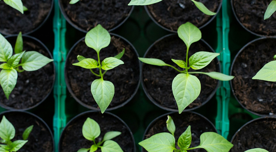 Подкормка рассады перца: народные средства и покупные удобрения, правила внесения