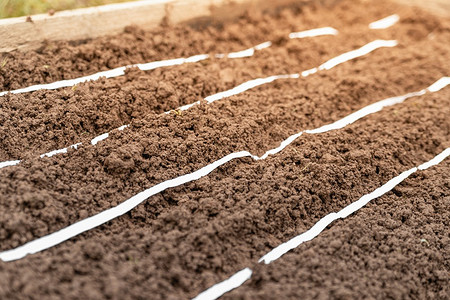 Посадка семян моркови на туалетной бумаге: преимущества, способы и советы