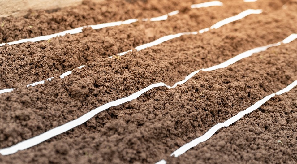 Посадка семян моркови на туалетной бумаге: преимущества, способы и советы