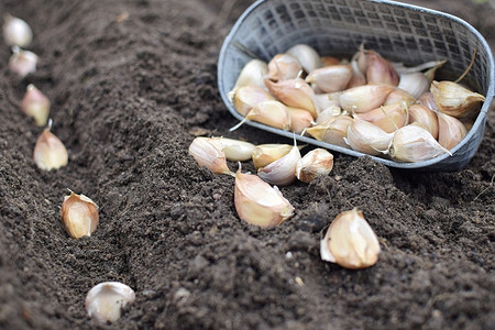 Можно ли посадить озимый чеснок весной: советы и способы подготовки посадочного материала