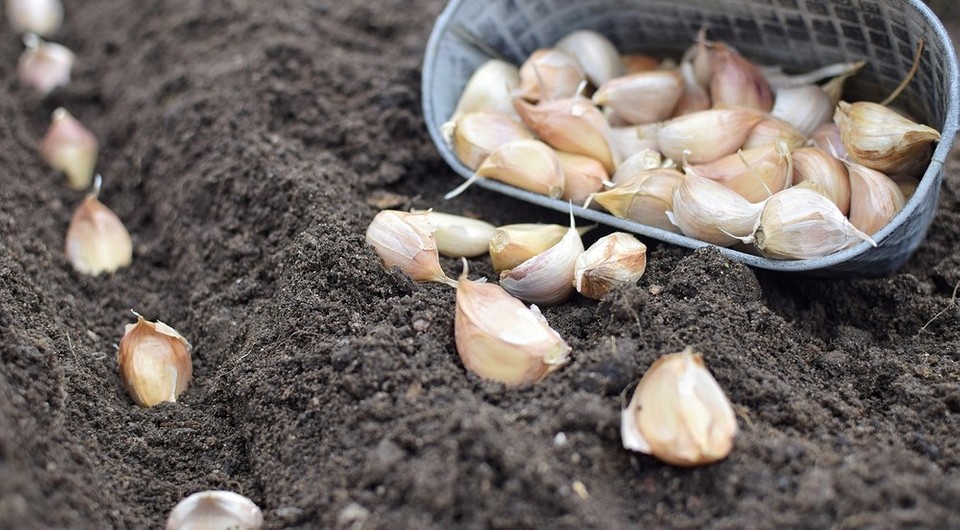 Можно ли посадить озимый чеснок весной: советы и способы подготовки посадочного материала