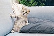 Чем вывести запах кошачьей мочи: 5 народных рецептов и спецсредства