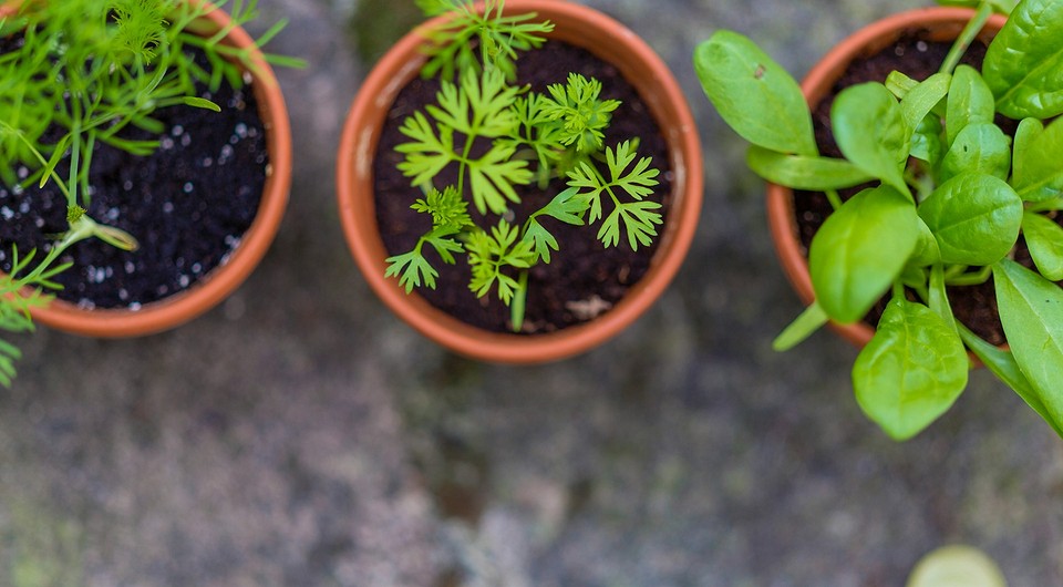 Когда сажать рассаду на Урале в 2025 году: календарь посадки