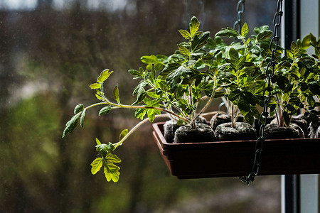 Когда сажать помидоры в марте 2025: благоприятные дни и алгоритм расчета сроков посева