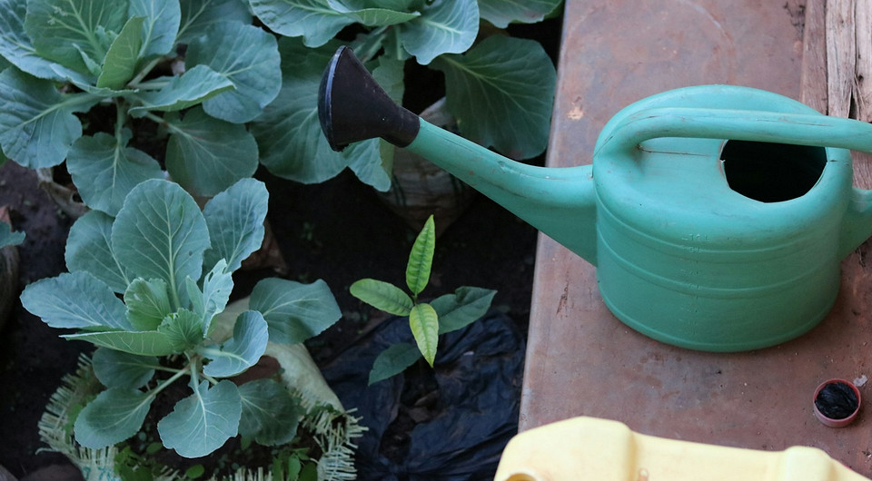 Когда сажать капусту на рассаду в 2025 году: определяем благоприятные дни с учетом лунного календаря