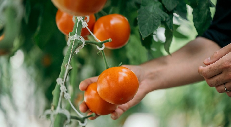 Как формировать томаты в теплице: полезные инструкции дачнику