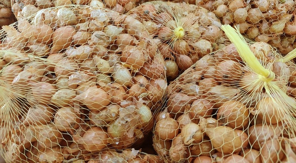 Как хранить лук севок до посадки: 3 способа