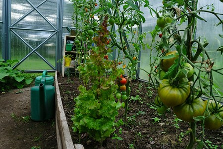 Муравьи в теплице: как избавиться, 11 народных и покупных средств