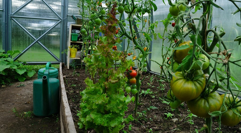 Муравьи в теплице: как избавиться, 11 народных и покупных средств