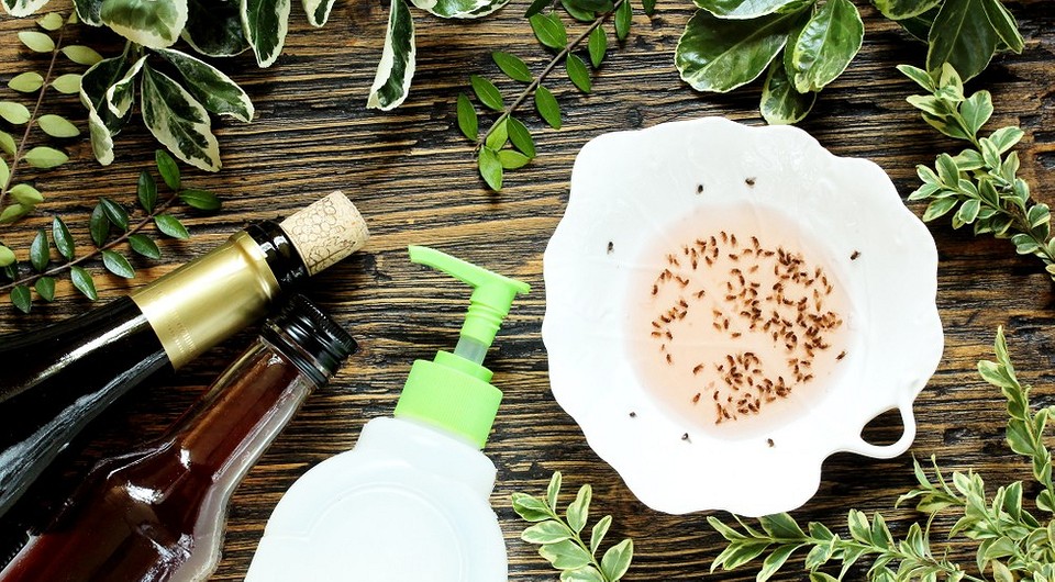 Как избавиться от мошек в домашних условиях: 11 эффективных способов и меры профилактики