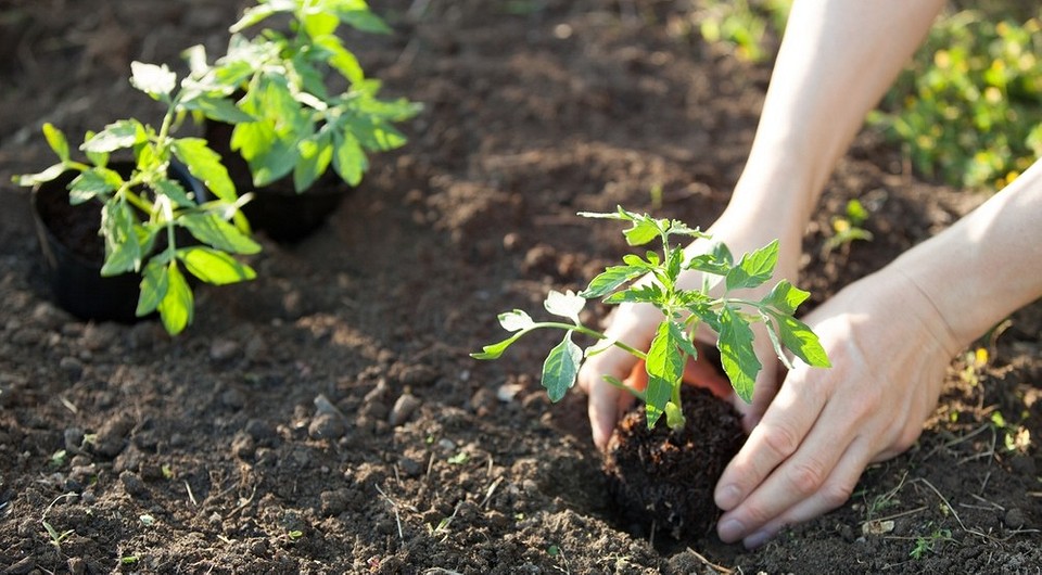 Благоприятные дни для посадки помидоров в апреле 2025: календарь и советы огородникам Благоприятные дни для посадки помидоров в апреле 2025: календарь и советы огородникам