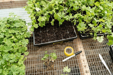 Лунный календарь на май 2025 года: таблица и подробное описание разрешенных и запрещенных работ по дням