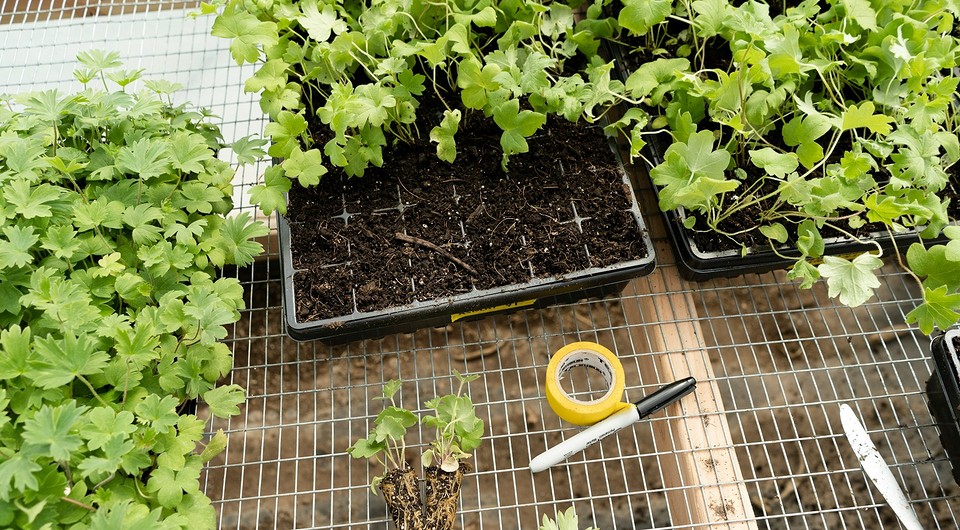 Лунный календарь на май 2025 года: таблица и подробное описание разрешенных и запрещенных работ по дням