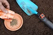 Посадка моркови в апреле 2025 года: благоприятные дни по лунному календарю и правила посева